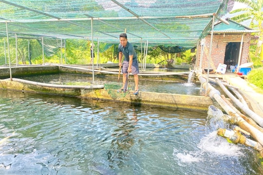 Không rầm rộ du lịch, không ồn ào quảng bá, nông dân Cao Bằng lặng lẽ nuôi "đặc sản" bên suối Lê-nin, thu nhập hàng năm cả tỷ đồng