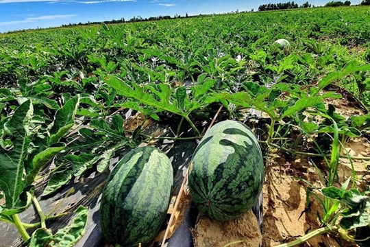 Từ bỏ cây lúa, nông dân Cần Thơ chuyển sang trồng loại dây bò ra trái lực lưỡng, thu trăm triệu mỗi vụ: Nhà nào nhà nấy khấm khá từ đây