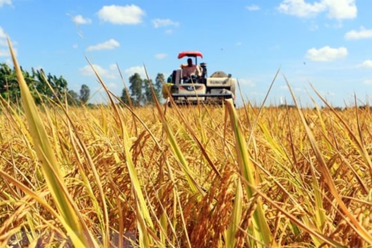Giá lúa gạo hôm nay 20/6: OM 5451 quay đầu giảm, thị trường liệu có biến động?