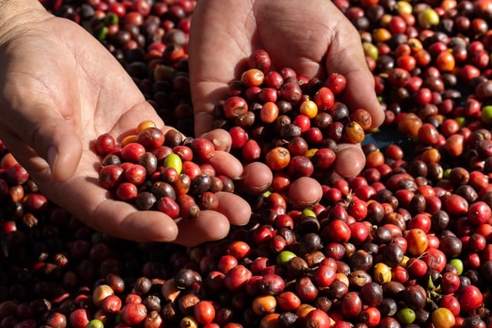 Cập nhật giá cà phê hôm nay 19/6: Giảm mạnh đồng loạt