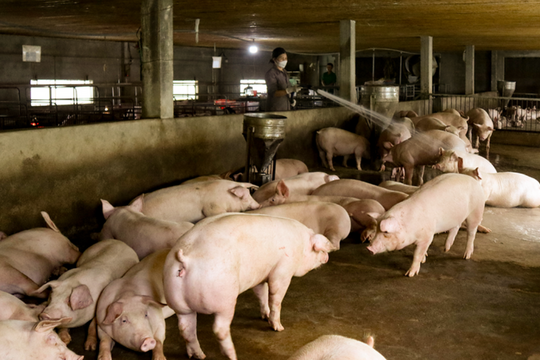 Dự báo giá heo hơi ngày 20/6/2025: Cơ hội phục hồi hay tiếp tục 'chìm sâu'?