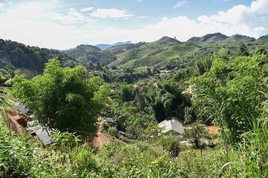 Giữa gió Lào khô nóng và đất đồi nghèo, nông dân Sơn La quyết tâm trồng giống "đặc sản biên giới", giờ đổi đời với thu nhập hàng trăm triệu đồng