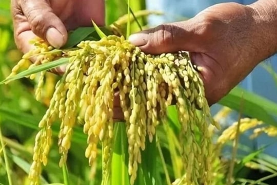 Giá lúa gạo hôm nay 21/6: Thị trường ổn định, chờ tín hiệu xuất khẩu từ Trung Quốc