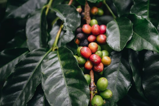 Giá cà phê hôm nay 21/10/2025: Tăng mạnh, xuất khẩu Việt Nam lập kỷ lục 7 tỷ USD