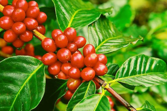 Dự báo giá cà phê ngày 21/6/2025: Sau cú rơi kỷ lục, thị trường sẽ hồi phục?