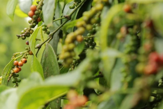 Dự báo giá tiêu ngày 21/6/2025: Khu vực Tây Nguyên "rớt thảm", nhưng liệu đã tới đáy?