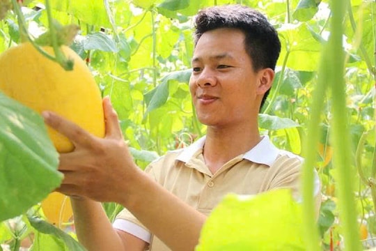 Không cày cuốc tay trần, nông dân Huế bẻ lái chọn trồng "vàng hoàng kim" theo cách mới, chỉ 3 tháng đã thu hàng trăm triệu đồng