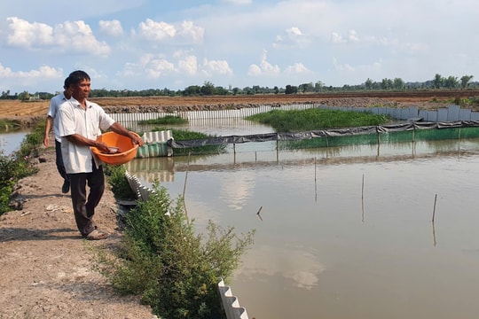 Bỏ ruộng lúa kém hiệu quả, nông dân Long An chọn nuôi giống "kỳ lạ" trong ao, chỉ sau vài tháng đã có thành công mỹ mãn