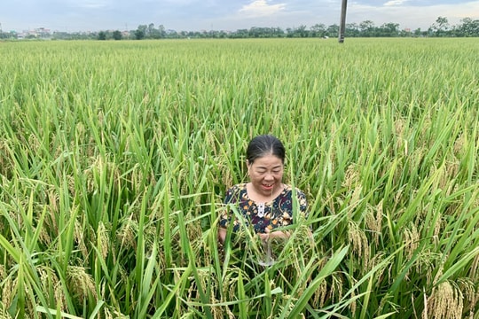 Nông dân Hưng Yên tuổi 70 ôm cả trăm mẫu ruộng, với mô hình "cấy không mỏi, gặt không nghỉ", hàng năm kiếm tới hơn 1 tỷ đồng