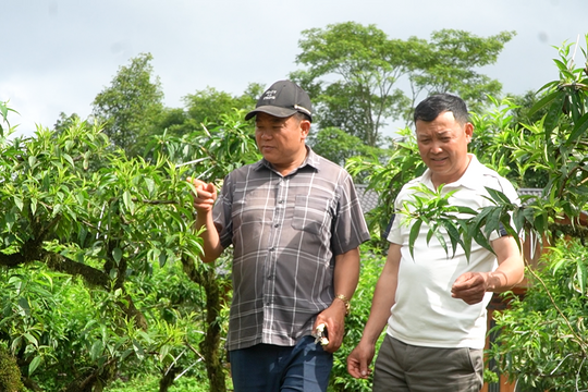Lúa ngô kém hiệu quả, nông dân Lào Cai chuyển sang trồng thứ “tiền tươi thóc thật”, một năm thu gần tỷ bạc