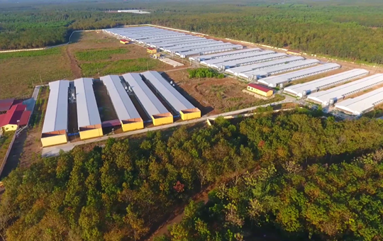 Đầu tư bài bản, Dabaco, Hoà Phát, Masan đang lấy lại thứ từng bị lấn át trên chính sân nhà