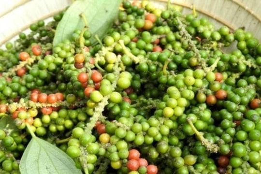 Dự báo giá tiêu ngày 22/6/2025: Tiêu nội địa sẽ còn đi xuống?