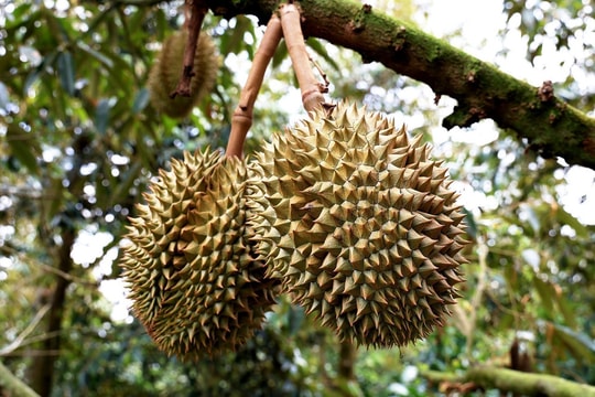 Giá sầu riêng hôm nay 22/6: Musang King đỉnh bảng, giá Ri6 và Thái phân hóa theo vùng