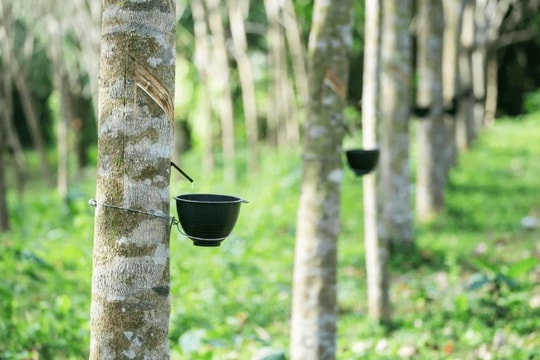 Cổ phiếu này hứa hẹn khởi sắc trong chu kỳ "vàng trắng" tăng giá