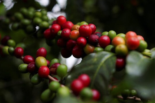 Dự báo giá cà phê ngày 23/6/2025: Còn giảm nữa hay chững giá?