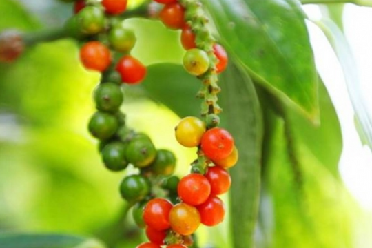 Dự báo giá tiêu ngày 23/6/2025: Liệu đã chạm đáy sau chuỗi ngày giảm sâu?