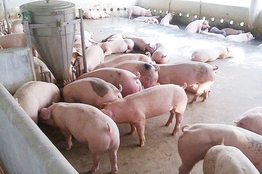 Giá heo hơi hôm nay 22/6: Sau chuỗi biến động, thị trường đang chờ gì để bật tăng?