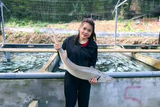 Không sân bóng, không bục giảng, nông dân Thanh Hóa trở thành “kỹ sư nước lạnh”, nuôi giống cá đắt đỏ, mang lại doanh thu hàng tỷ đồng