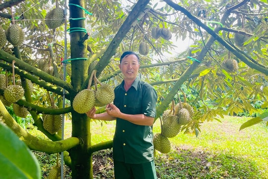 Nông dân Gia Lai ôm đất đỏ, làm sầu riêng theo kiểu không ai dám, dễ dàng có thu nhập vài tỷ mỗi năm
