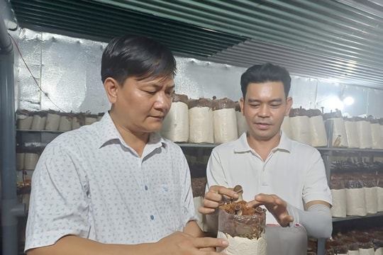 Vay hơn 200 triệu đầu tư, nông dân Bình Phước trồng thứ này như trồng nhân sâm, hái ra vô cùng nhiều tiền từ đó