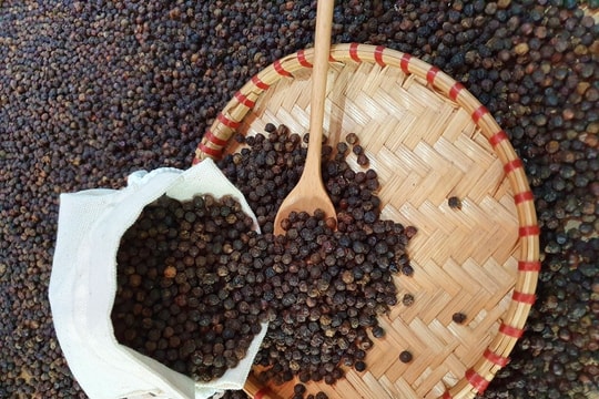 Giá tiêu hôm nay 23/6/2025: Đi ngang phiên thứ ba liên tiếp, xuất khẩu chờ tín hiệu mới