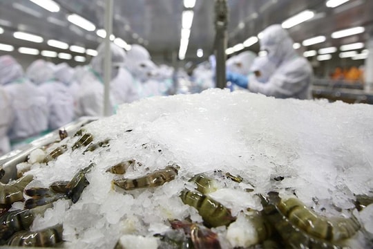 Sự sa sút của một doanh nghiệp thủy sản miền Tây từng làm mưa gió thị trường xuất khẩu