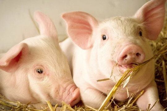 Dự báo giá heo hơi ngày 24/5/2025: Tiếp tục đi ngang hay bất ngờ tăng vọt?