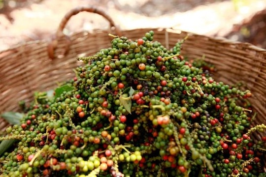 Dự báo giá tiêu ngày 24/6/2025: Khó tăng trở lại?