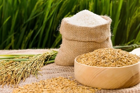 Giá lúa gạo hôm nay 24/6: Nếp rớt giá, lúa Đài Thơm và OM 18 giữ vững