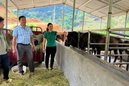 Không chọn lợn, chẳng nuôi bò, nông dân Lào Cai giữ lại thứ chạy trên đồi làm nguồn sống lâu dài, số tiền thu về đều đặn tới cả trăm triệu