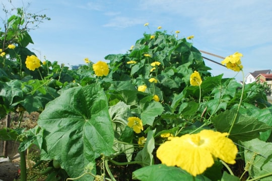 Loại quả rẻ tiền này giúp ruột sạch, da đẹp, đường huyết ổn định nếu ăn đúng cách