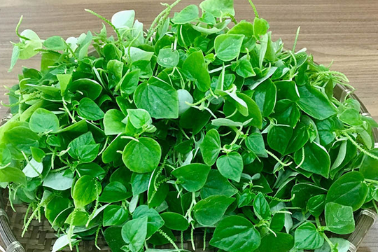 Loại rau mang tên động vật, mọc đầy ven đường nhưng lại là "siêu thực phẩm" cực tốt cho xương khớp