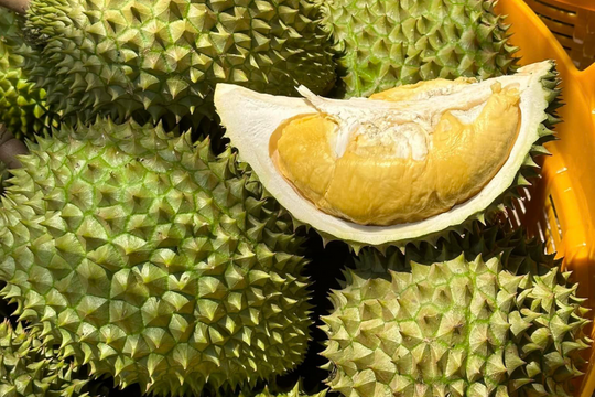 Giá sầu riêng hôm nay 24/6: RI6 xô giữ mốc 25.000 đồng/kg, sầu Thái chưa biến động