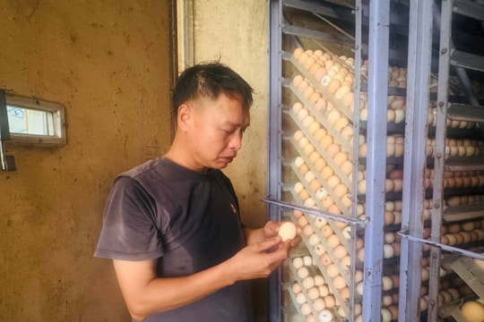 Bỏ làm giám đốc để về quê, người nông dân Hải Dương chọn con đường mới, tạo ra "đế chế" với hàng vạn con vật, giờ kiếm tới vài tỷ đồng mỗi năm