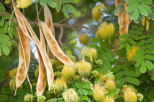 Loại quả mọc dại ở Việt Nam nhưng lại được Trung Quốc săn đón với giá tiền triệu: Công dụng đáng ngờ ít người biết tới