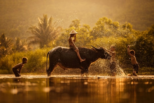 Vì sao nói "cày như trâu" mà không phải "cày như bò" hay "cày như ngựa"?