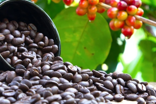 Dự báo giá cà phê ngày 25/6/2025: Cà phê nội địa liệu có lỡ nhịp hồi phục?