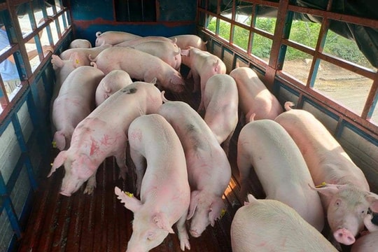 Giá heo hơi hôm nay 25/6: Cả nước “án binh bất động”, thị trường chờ sóng mới?