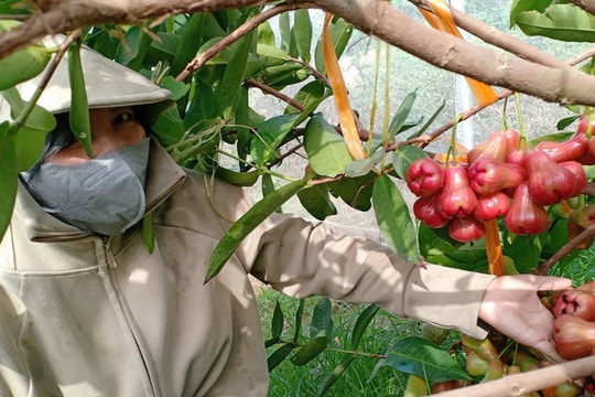 Đã chán trồng lúa, nông dân An Giang nay chuyển sang trồng loại quả "đỏ, ngọt, giòn", thu nhập tính bằng trăm triệu, vượt xa công việc cũ