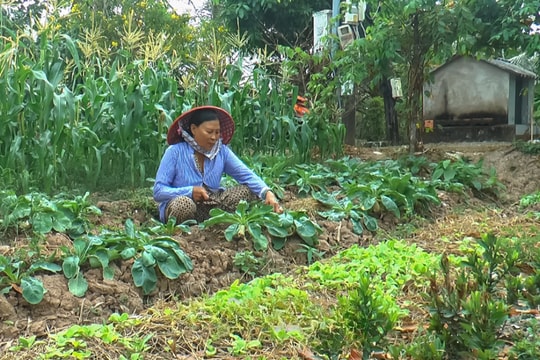Không chờ thời, nông dân Cà Mau chủ động làm giàu từ mô hình "độc - lạ", một năm bình thường có thể lãi hàng trăm triệu đồng