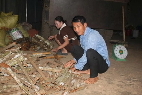 Ngồi chờ không thể thoát nghèo, nông dân Lào Cai vươn lên làm giàu nhờ giống cây "hăng hăng", giờ cuộc sống khá giả với thu nhập hàng trăm triệu