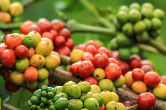 Dự báo giá cà phê ngày 26/6/2025: Đà phục hồi liệu có bền vững?