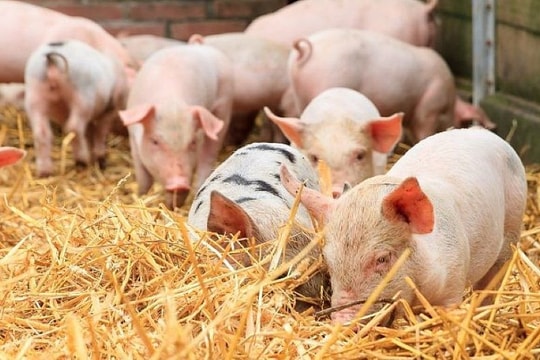 Giá heo hơi hôm nay 26/6: Cả nước "đỏ sàn", miền Trung xuất hiện vùng giá thấp kỷ lục