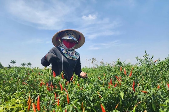 Hái không nghỉ tay, nông dân Đắk Lắk trồng giống trái "ăn cháy lưỡi", mỗi vụ thu hoạch lãi tới 300 triệu đồng