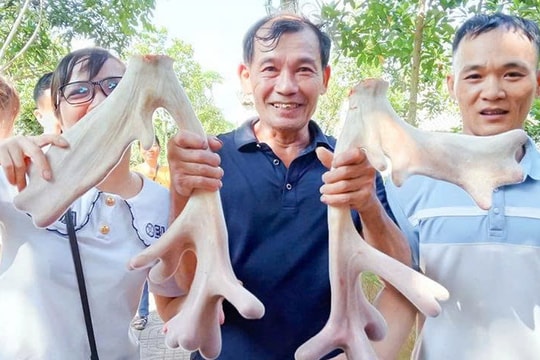 Chuyện lạ: Người nông dân Hà Tĩnh bất ngờ "hái được cục vàng" từ thứ đặc sản mọc trên đầu, có người mua luôn với giá gần 50 triệu đồng