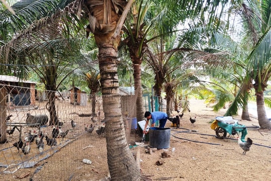 Từng thất bại vì nông sản, nông dân Quảng Nam nay sống khoẻ nhờ giống "con châu Phi" lạ, xuất hàng loạt vào siêu thị, nâng cao giá trị địa phương