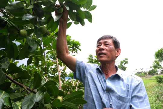 Không thuốc trừ sâu, không phân hóa học, nông dân Long An đổi đời nhờ mô hình "đa bản sắc", khách tranh nhau đặt hàng, lợi nhuận gây bất ngờ