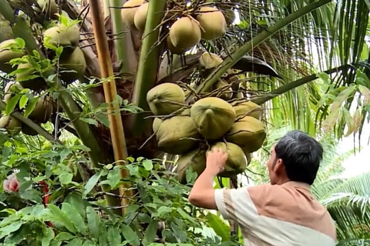 Nông dân Trà vinh trồng dừa theo cách "độc đáo - chuẩn xu hướng", thương lái đến tận vườn mua, thu nhập hàng năm tính bằng 9 con số
