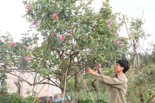 Từ một món quà tặng mẹ, nông dân Đắk Lắk xây dựng nên "khu vườn trên mây", khách kéo đến nườm nượp, dễ dàng thu tiền tỉ mỗi năm