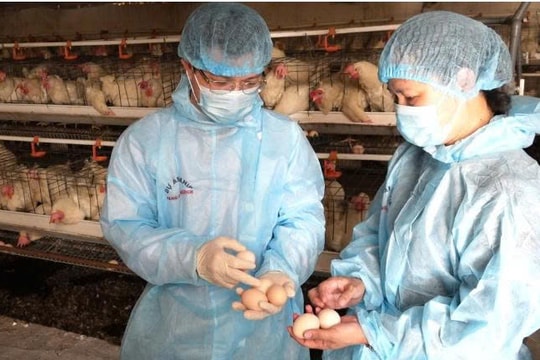 Từ tay trắng đến cơ ngơi hoành tráng, nông dân Quảng Ninh nuôi gà bằng tư duy tiên tiến khác người thường, mỗi năm cầm tay hàng tỷ đồng doanh thu